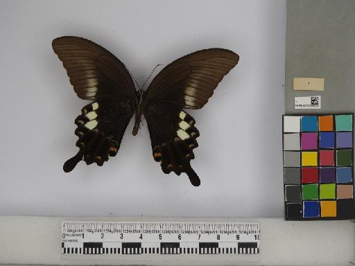 Papilio fuscus pertinax Wallace, 1865 - 010290338 Papilio fuscus