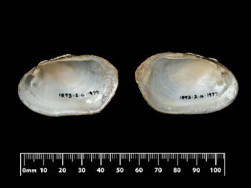 Unio scamnatus subterclass Palaeoheterodonta Morelet, 1849 - 1893.2.4.1977-1978, PARALECTOTYPES, Unio scamnatus Morelet, 1849_A