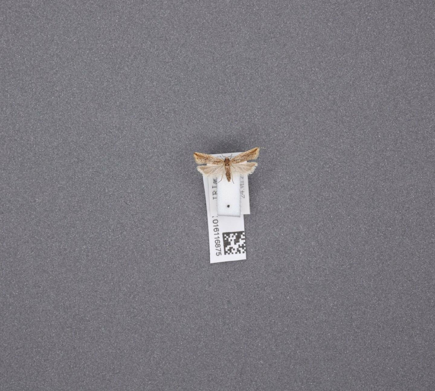 Bactra lacteana thumbnail