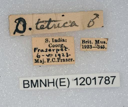 Elattoneura tetrica (Laidlaw, 1917) - BMNHE_1201787-Elattoneura_tetrica-specimen-labels