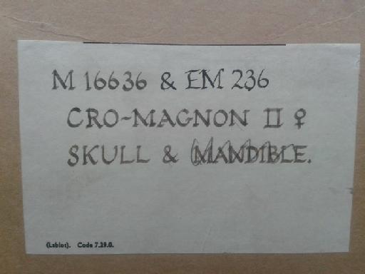 Homo sapiens Linnaeus, 1758 - PA EM 236 Original box label