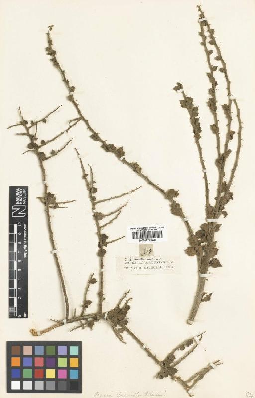 Acacia idiomorpha A.Cunn. ex Benth. - BM000796626