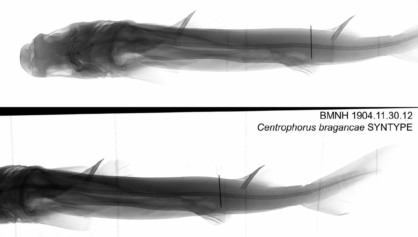 To NHMUK collection (Centrophorus bragancae Regan, 1906; SYNTYPE; NHMUK:ecatalogue:3125645)