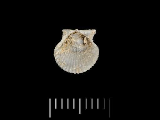 Pecten gibbus (Linnaeus, 1758) sensu Philippi, 1836 - NHM-UK_PI_OR_34206-2.1