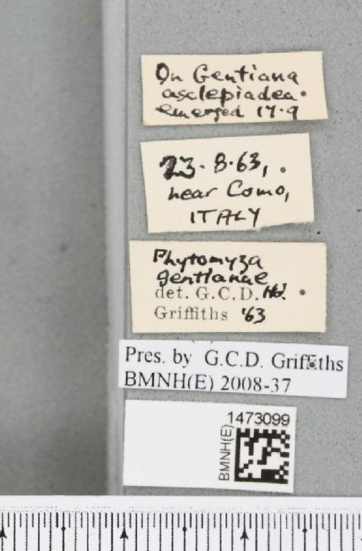 Chromatomyia gentianae (Hendel, 1920) - BMNHE_1473099_label_48373