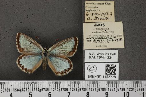 Lysandra coridon ab. tithonus Meigen, 1830 - BMNHE_1152778_104044