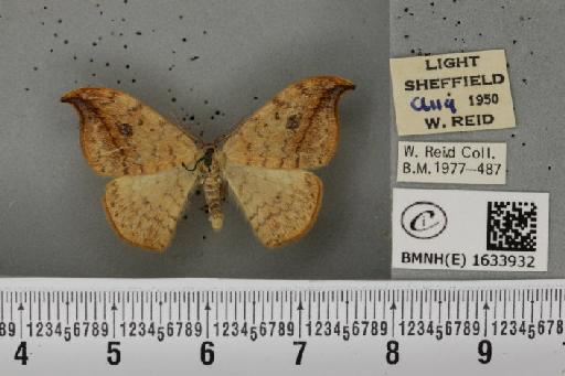 Drepana falcataria (Linnaeus, 1758) - BMNHE_1633932_200983