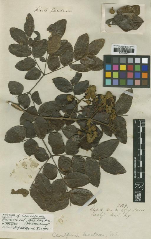 Caesalpinia bracteosa Tul - BM000952027