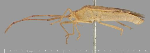 Homoeocerus perpunctatus Distant, 1902 - Homoeocerus perpunctatus-BMNH(E)884104-Syntype male lateral