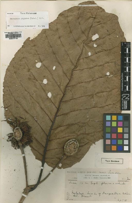 Neonauclea gigantea (Valeton) Merrill - BM000797232