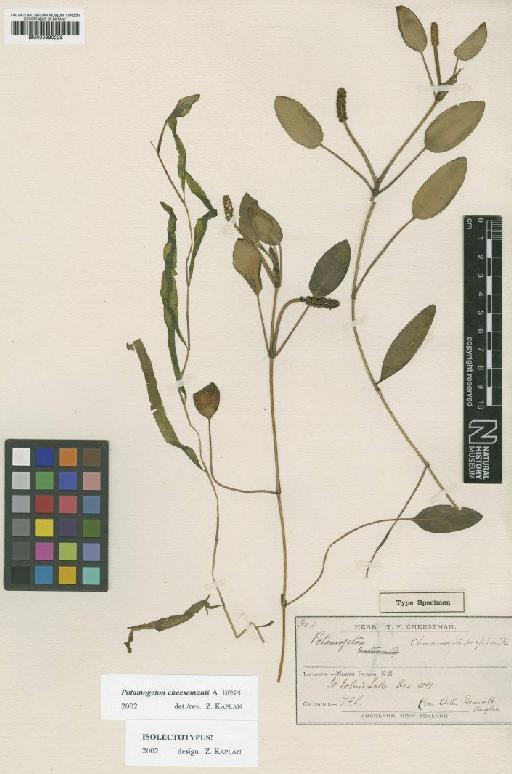 Potamogeton cheesemanii A.Benn. - BM000990225