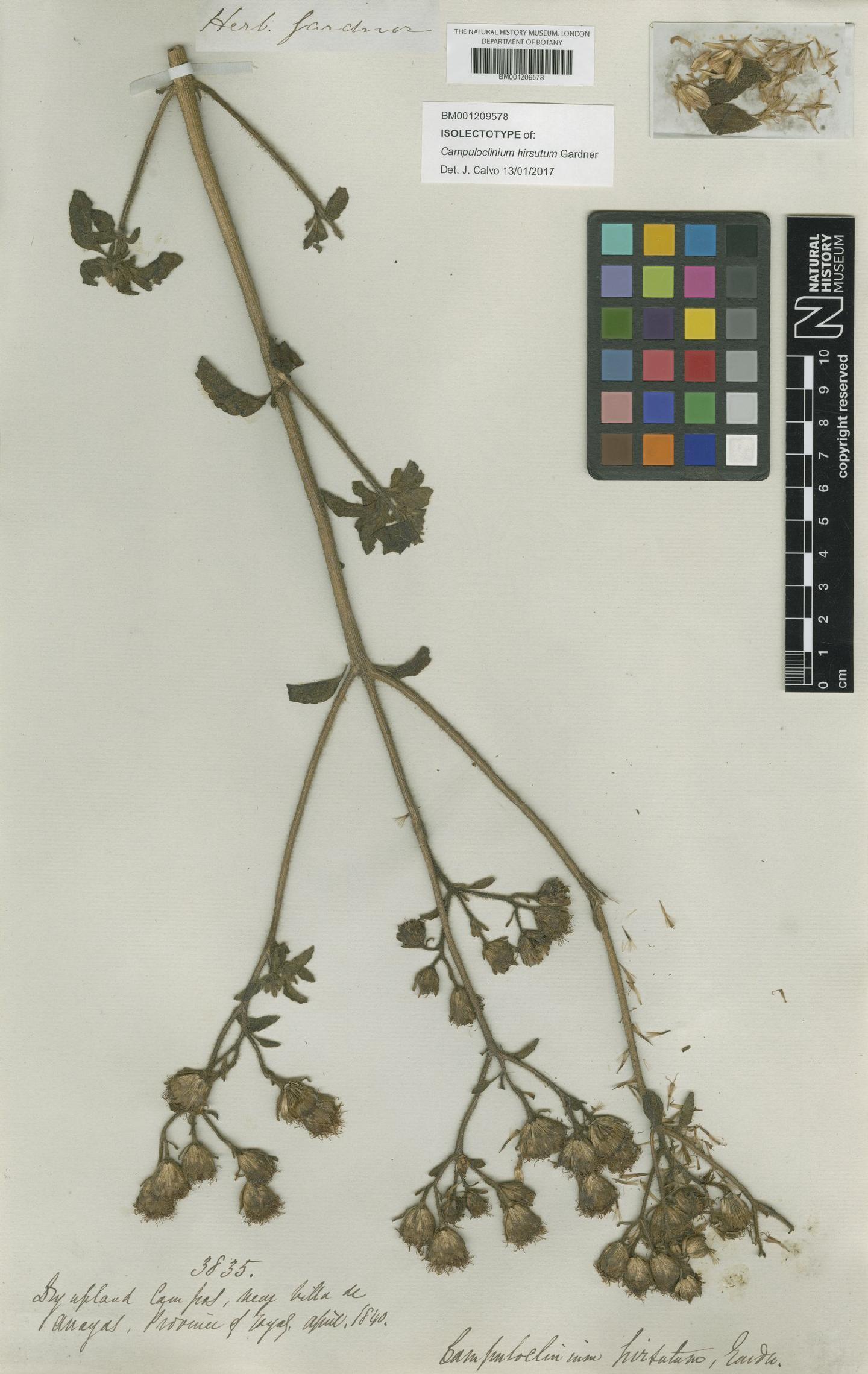 To NHMUK collection (Campuloclinium hirsutum Gardner; Isolectotype; NHMUK:ecatalogue:7279167)