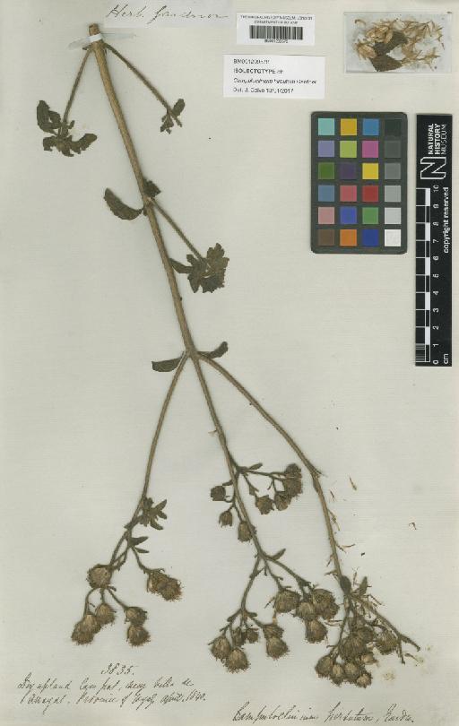 Campuloclinium hirsutum Gardner - BM001209578