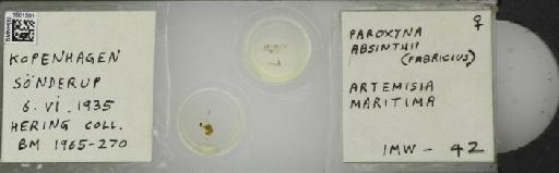 Campiglossa absinthii (Fabricius, 1805) - BMNHE_1501501_57502