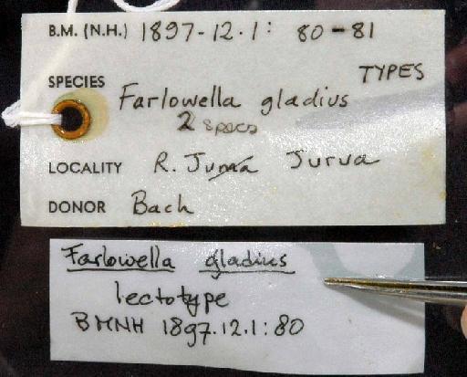 Farlowella gladius (Boulenger, 1898) - 1897.12.1.80; Acestra gladius; image of jar label; ACSI project image