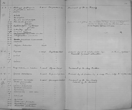 Loricaria microlepidogaster Regan, 1904 - Zoology Accessions Register: Reptiles & Fishes: 1878 - 1892: page 152