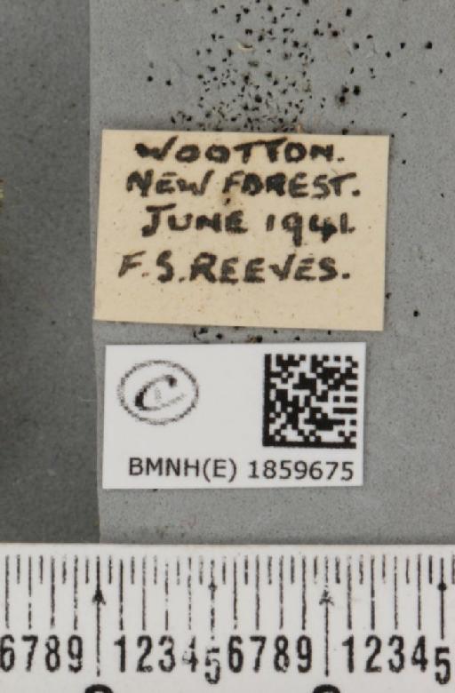 Pseudopanthera macularia (Linnaeus, 1758) - BMNHE_1859675_label_429971