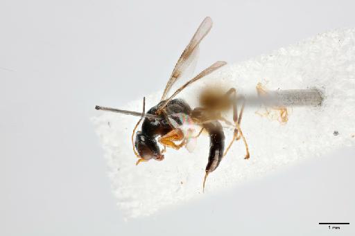 Deinodryinus incaicus Olmi, 1984 - 012858892_Deinodryinus_incaicus_HT_lateral_habitus