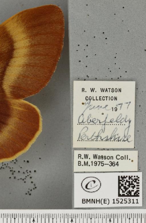 Lasiocampa quercus callunae Gillette & Palmer, 1847 - BMNHE_1525311_label_194201