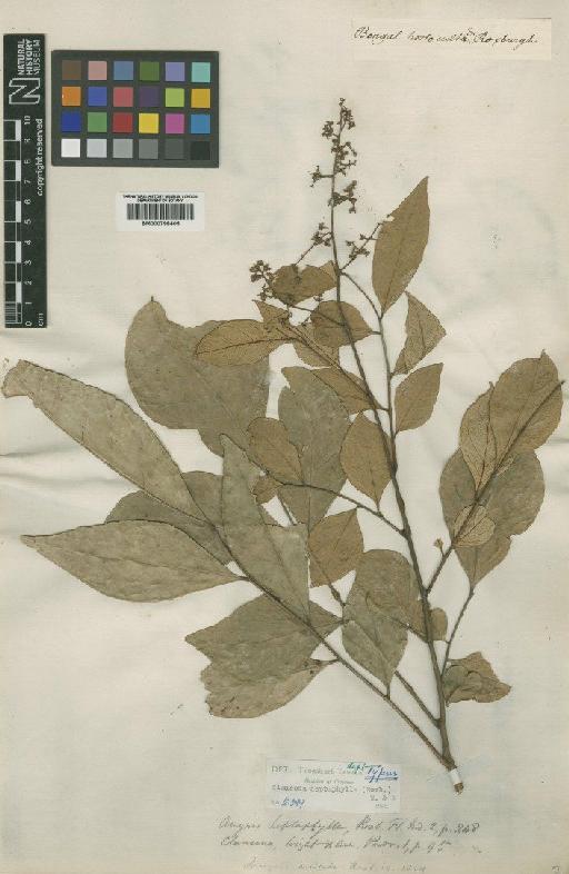 Clausena heptaphylla (Roxb.) Wight & Arn. - BM000798405