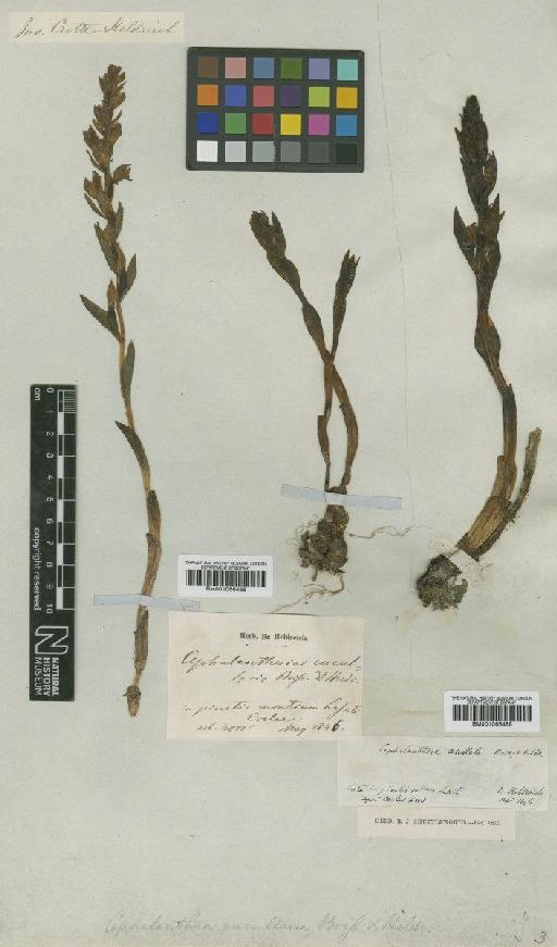 Cephalanthera cucullata Boiss. & Heldr. - BM001066489