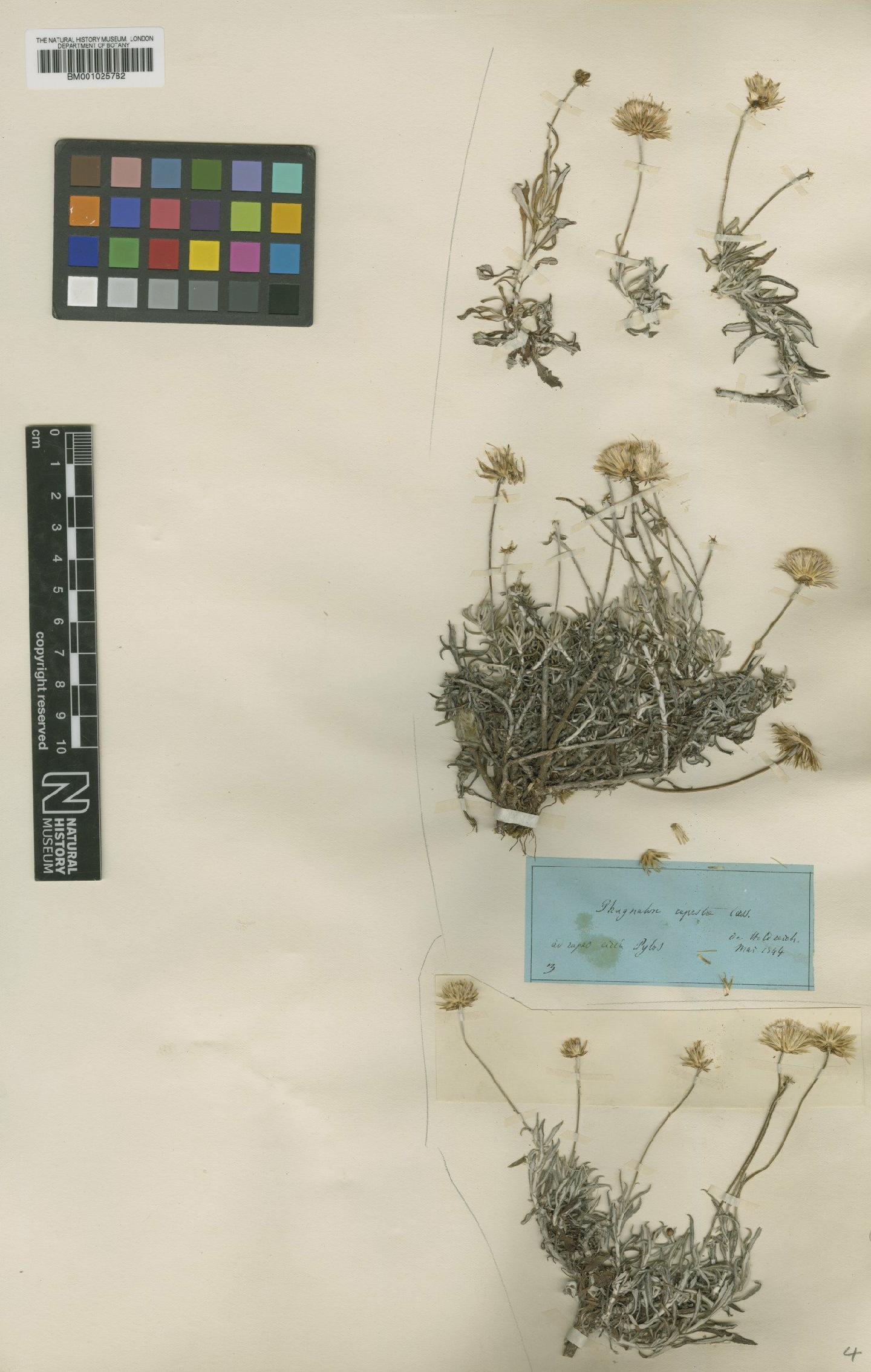 To NHMUK collection (Phagnalon rupestre (L.) DC.; Type; NHMUK:ecatalogue:1751156)