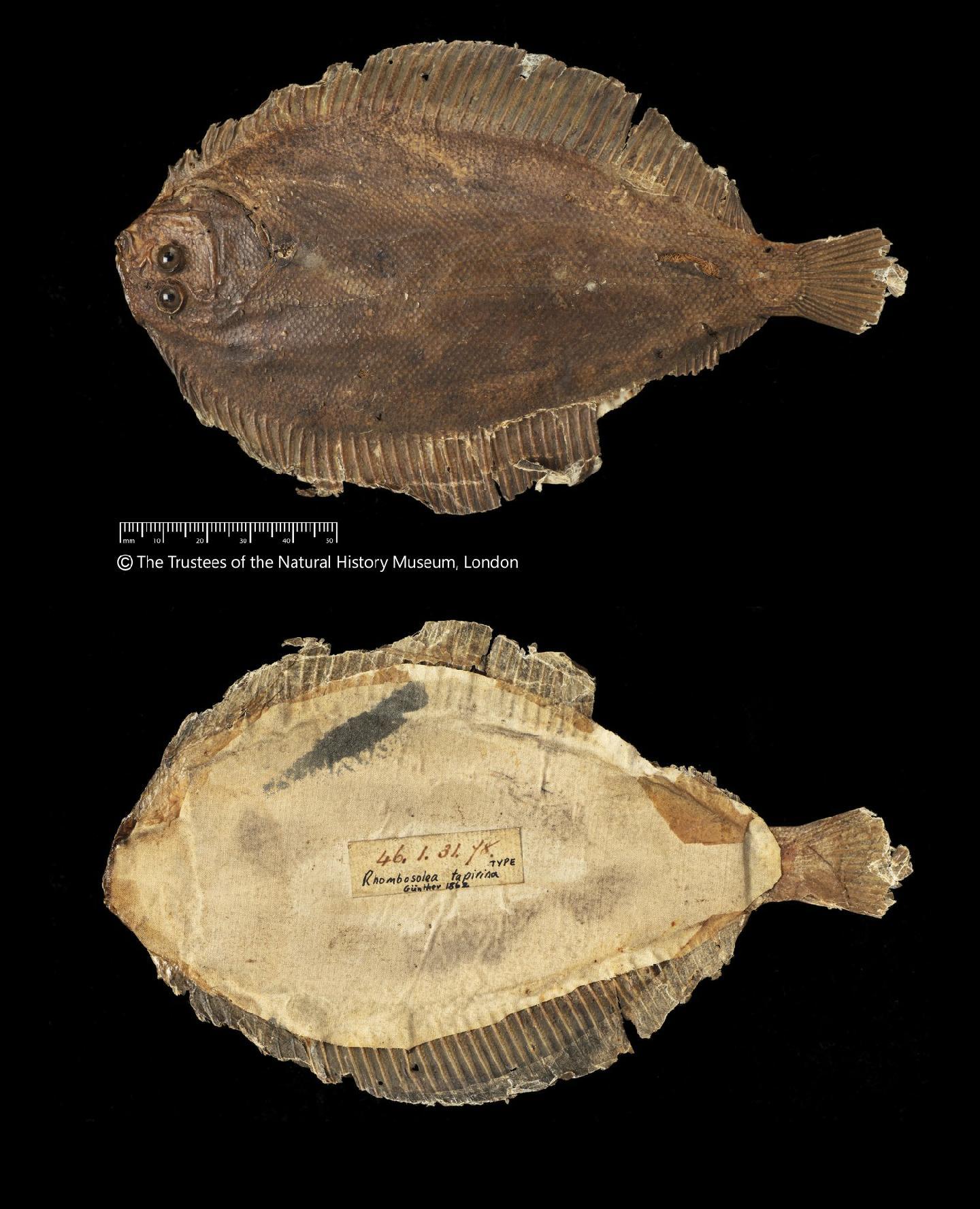 To NHMUK collection (Rhombosolea tapirina Günther, 1862; SYNTYPE; NHMUK:ecatalogue:2578831)