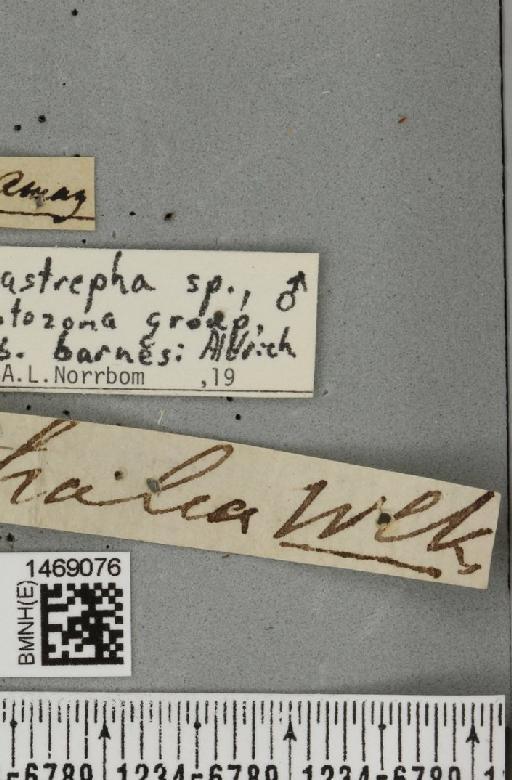 Anastrepha barnesi Aldrich, 1925 - BMNHE_1469076_label_41482