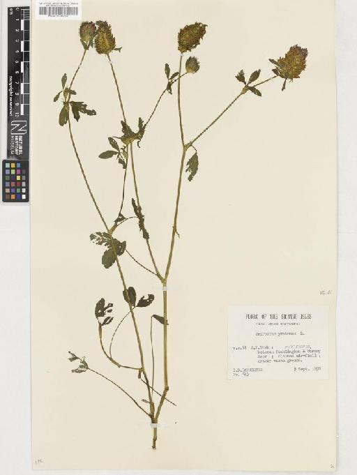 Trifolium pratense L. - BM001036738