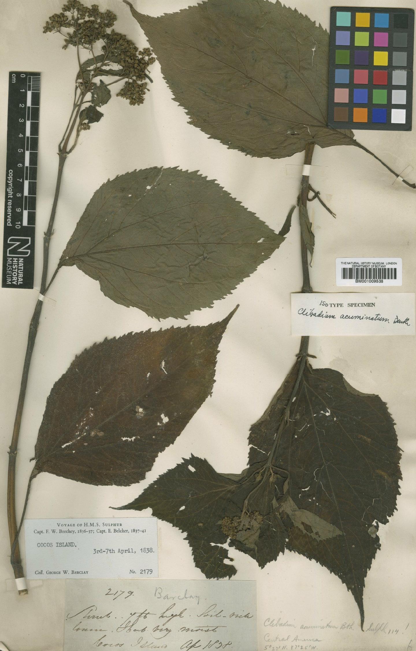 To NHMUK collection (Clibadium acuminatum Benth.; Isotype; NHMUK:ecatalogue:614384)