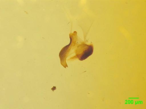 Rutelinae MacLeay, W. S., 1819 - 010189531___14