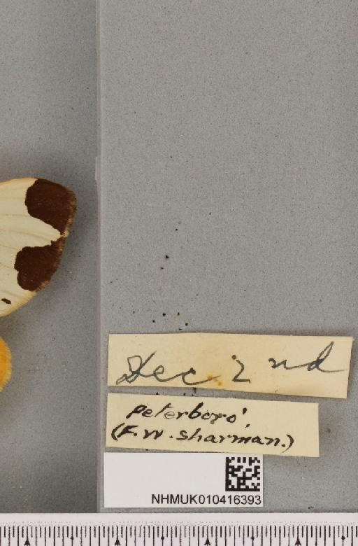 Arctia caja (Linnaeus, 1758) - NHMUK_010416393_label_528739