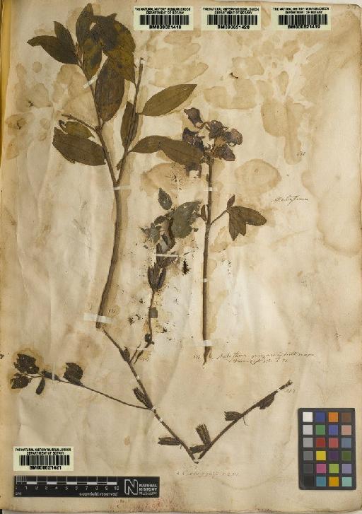 Melastoma malabathricum L. - BM000621418