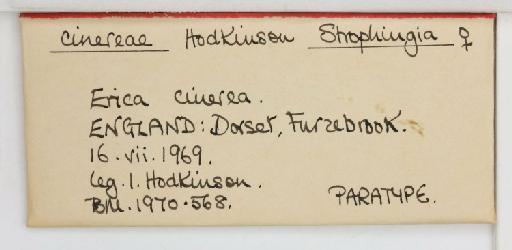 Strophingia cinerea Hodkinson, 1971 - 013471587_additional