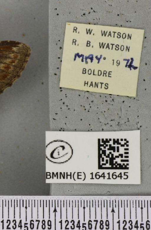 Notodonta dromedarius (Linnaeus, 1758) - BMNHE_1641645_label_244385