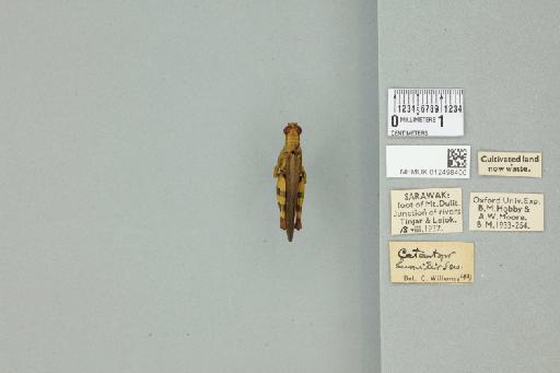 Xenocatantops humilis humilis (Serville, 1838) - 012498400_73415_91513
