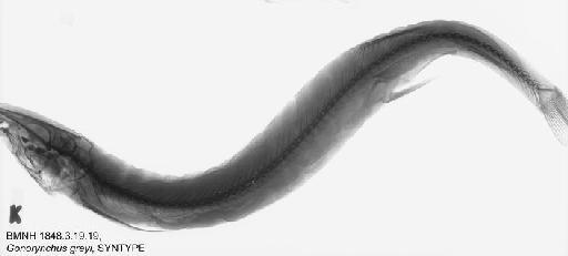 Gonorynchus greyi (Richardson, 1845) - BMNH 1848.3.19.19, SYNTYPE, Gonorynchus greyi Radiograph