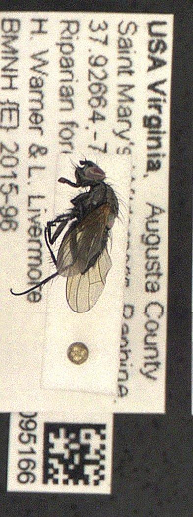 Botanophila Lioy, 1864 - Diptera 010095166