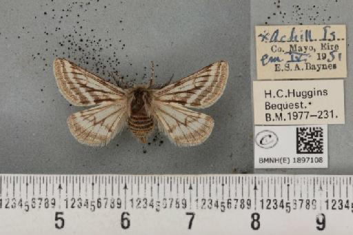 Lycia zonaria britannica (Harrison, 1912) - BMNHE_1897108_460051