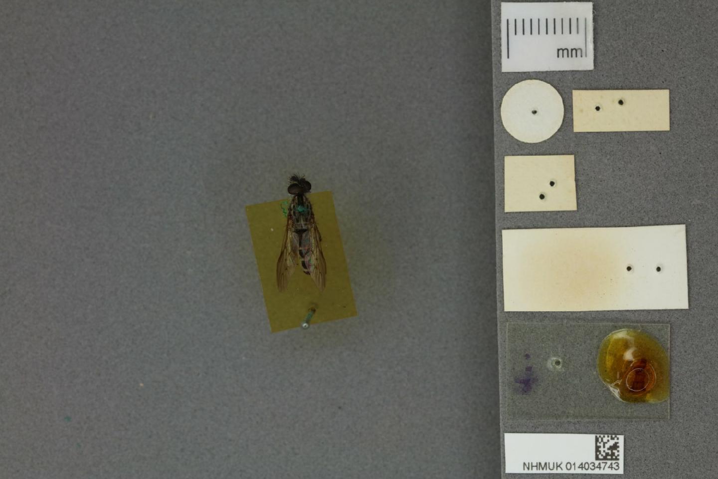 Dasophrys engeli