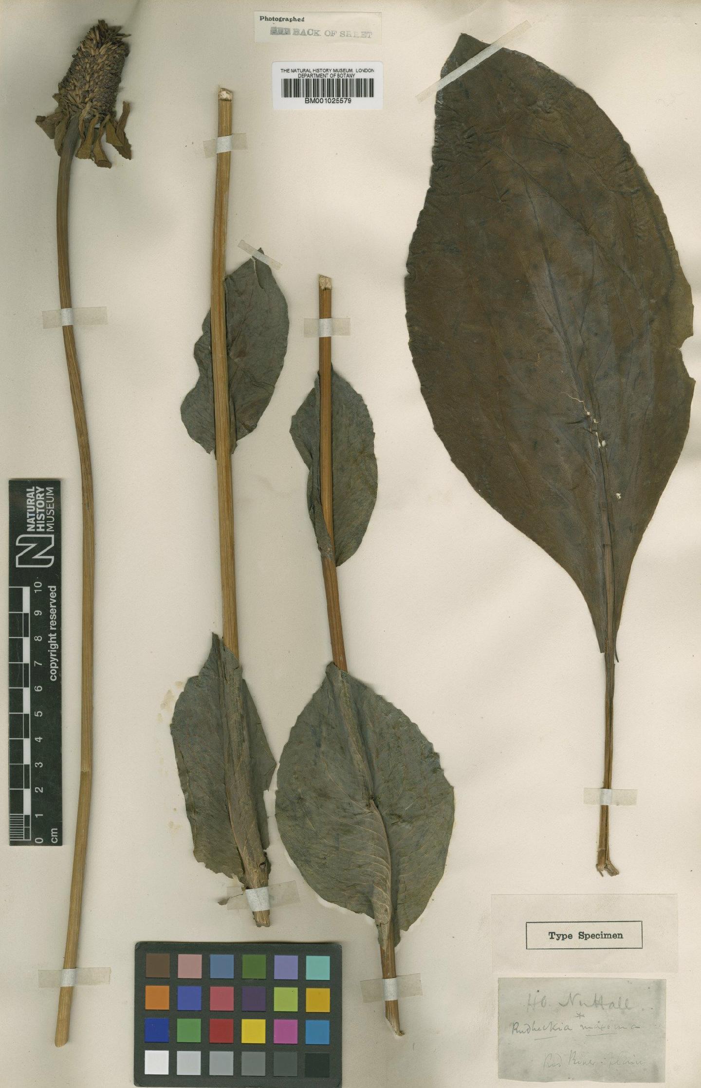 To NHMUK collection (Rudbeckia maxima Nutt.; Type; NHMUK:ecatalogue:1156263)