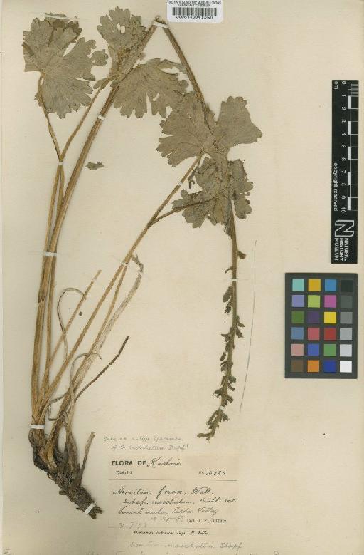 Aconitum moschatum Stapf - BM000514904