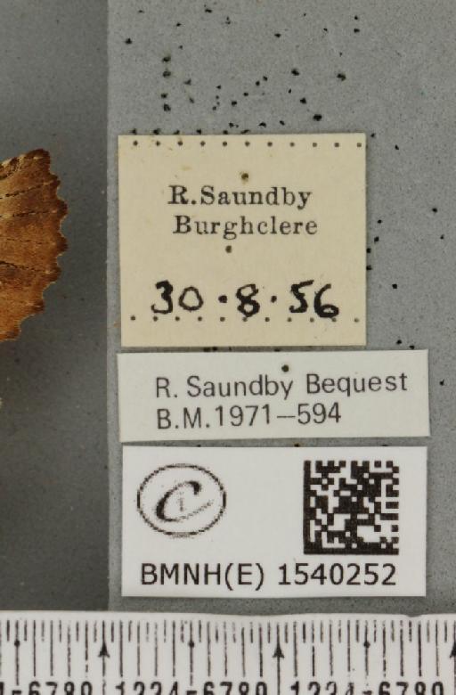 Ptilodon capucina (Linnaeus, 1758) - BMNHE_1540252_label_247498