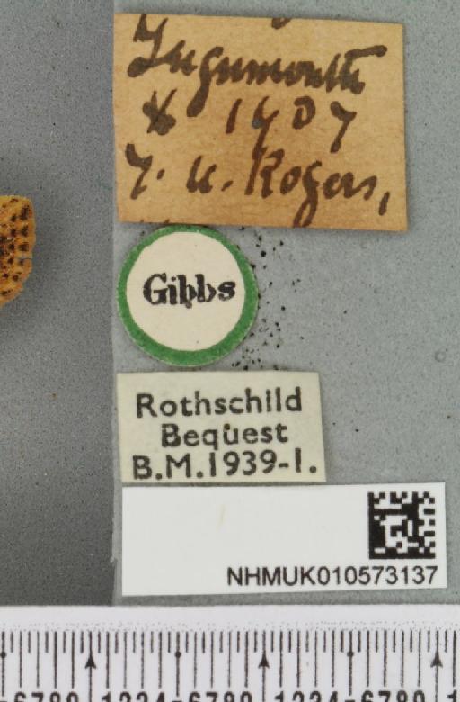 Conistra rubiginea (Denis & Schiffermüller, 1775) - NHMUK_010573137_label_630855