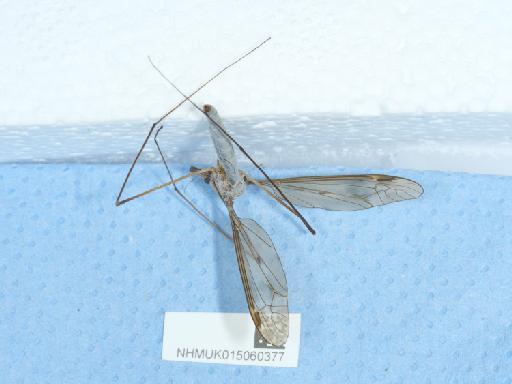 Tipula fulvipennis Walker, 1848 - 015060377_7