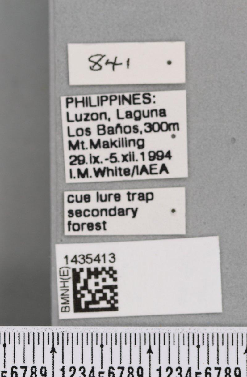 Bactrocera makilingensis