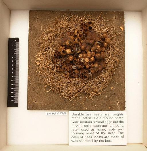 Bombus Latreille, 1802 - Hymenoptera Nest BMNH(E) 650861