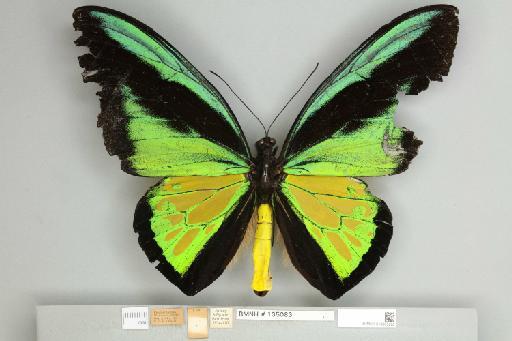 Ornithoptera goliath procrus Rothschild, 1914 - 013605282__