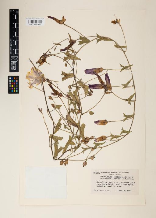 Calystegia arida - 014132980