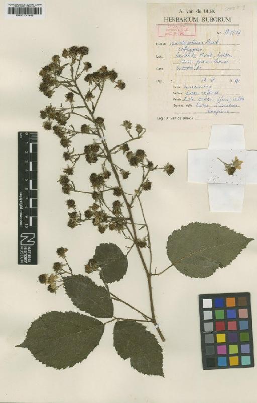 Rubus ceratifolius A.Beek - BM001041668